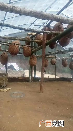 马蜂可以人工养殖吗 马蜂养殖喂什么