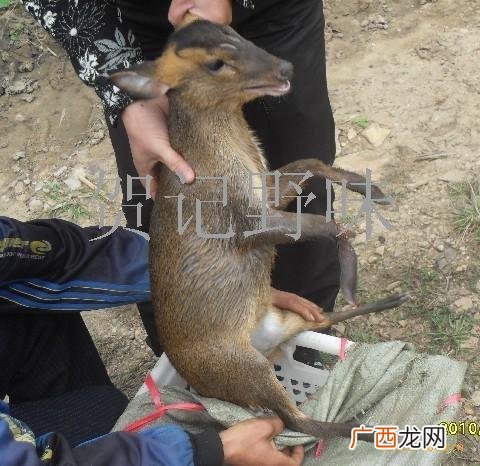 麂的养殖方法 每日农经麂子养殖云南