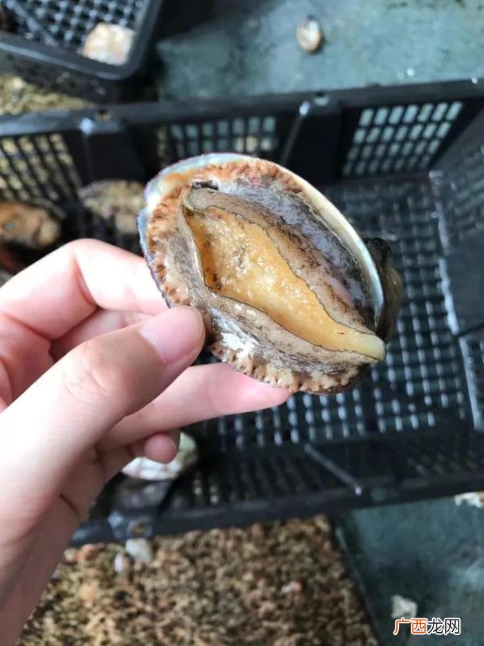 鲍鱼这些年经历了什么 鲍鱼像什么