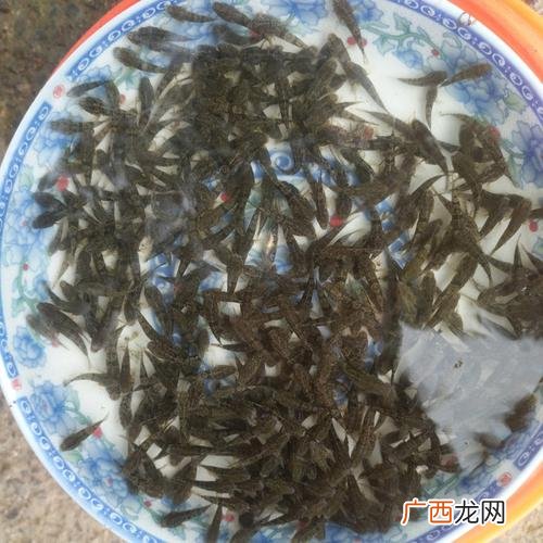 怎样做塘鲤鱼 那有养殖塘鲤鱼