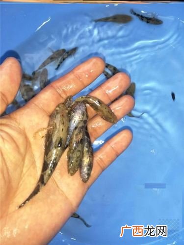 怎样做塘鲤鱼 那有养殖塘鲤鱼