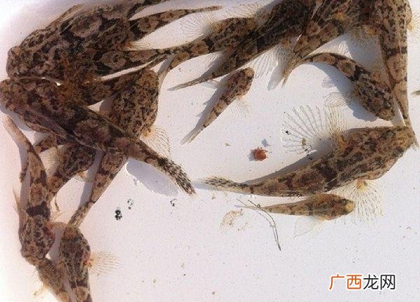 怎样做塘鲤鱼 那有养殖塘鲤鱼