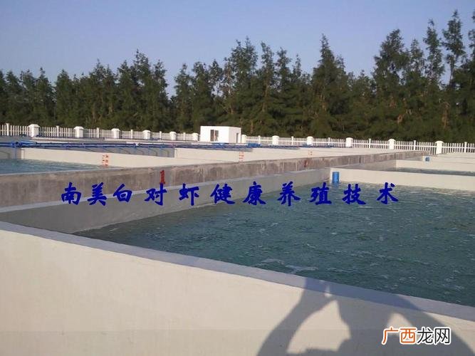 南美白对虾最新养殖技术 南美白对虾虾苗养殖