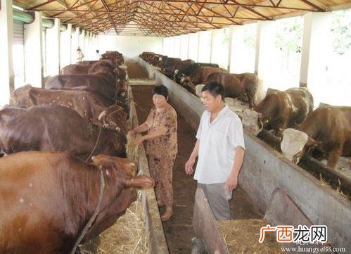 金沙牛养殖技术视频 牛养殖技术视频大全