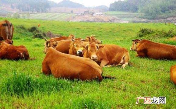 金沙牛养殖技术视频 牛养殖技术视频大全