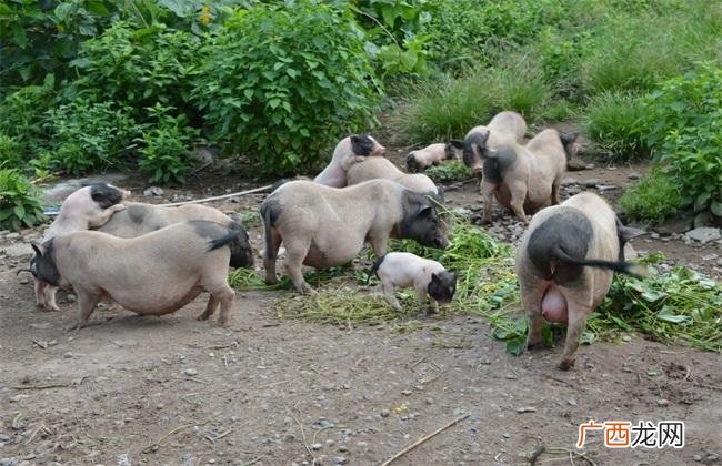 特种动物养殖有哪些品种 农村养殖特种动物
