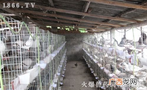 大型鸽子养殖场 农村养殖业鸽子