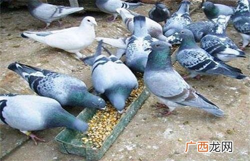 大型鸽子养殖场 农村养殖业鸽子