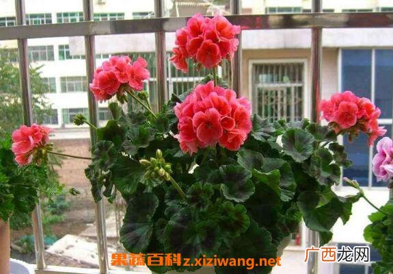 天竺葵怎么能养好 养殖天竺葵的注意事项