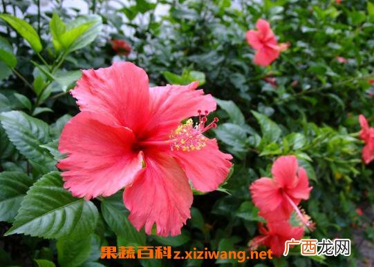 扶桑花如何繁殖 扶桑花扦插繁殖的方法