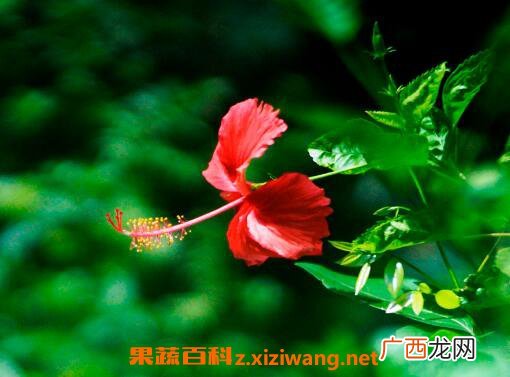 扶桑花如何繁殖 扶桑花扦插繁殖的方法