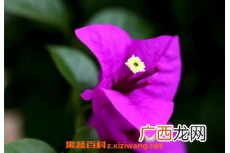 三角梅怎么养 三角梅的养殖方法和注意事项