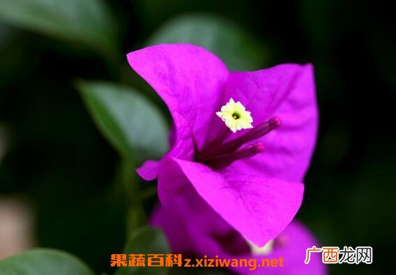三角梅怎么养 三角梅的养殖方法和注意事项