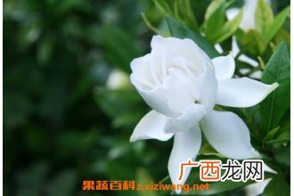 栀子花如何养殖 栀子花的养殖方法技巧