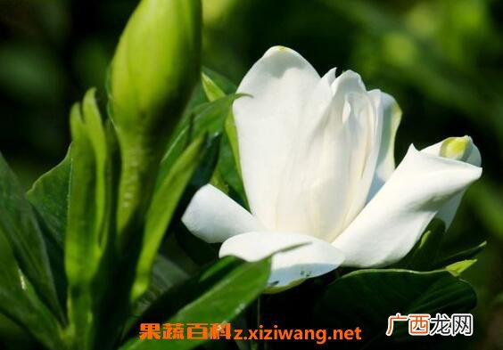 栀子花如何养殖 栀子花的养殖方法技巧