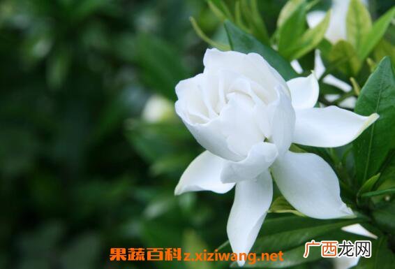 栀子花如何养殖 栀子花的养殖方法技巧