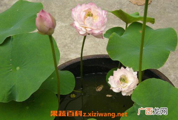 碗莲怎么养碗莲的种植方法及注意事项