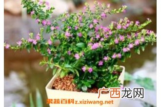 满天星怎么养 满天星的养殖方法和注意事项
