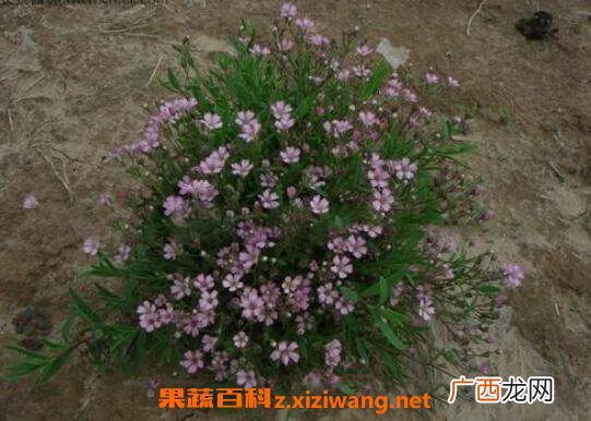 满天星怎么养 满天星的养殖方法和注意事项