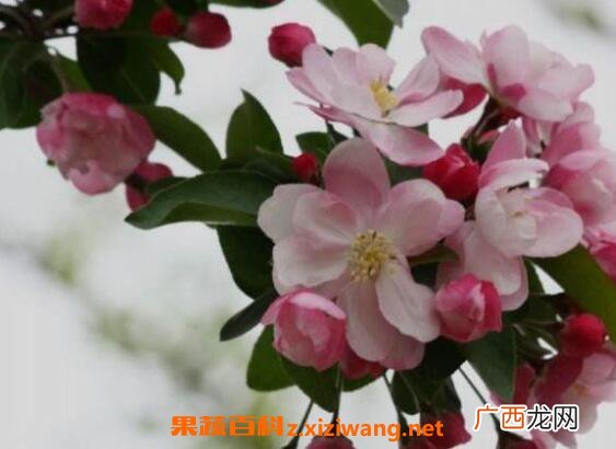 西府海棠如何养殖 西府海棠的养殖方法