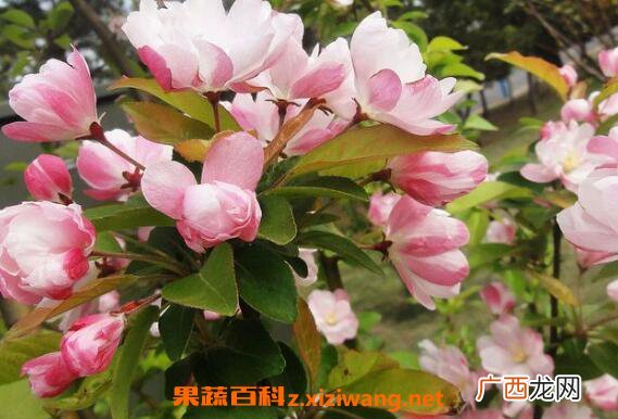 海棠花怎么养殖 海棠花的养殖方法