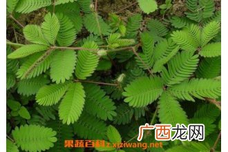 含羞草怎么养 含羞草的养殖方法和注意事项