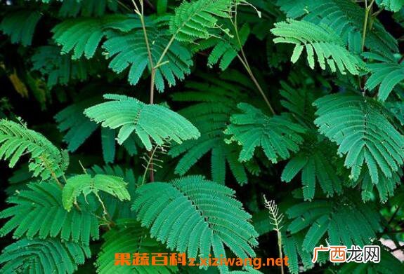 含羞草怎么养 含羞草的养殖方法和注意事项