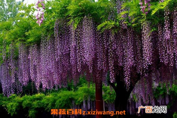 紫藤怎么养殖 紫藤种子种植方法