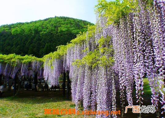 紫藤怎么养殖 紫藤种子种植方法