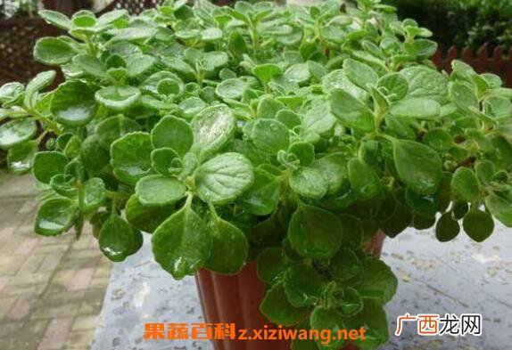 碰碰香怎么繁殖 碰碰香种子种植方法