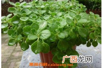 碰碰香怎么繁殖 碰碰香种子种植方法
