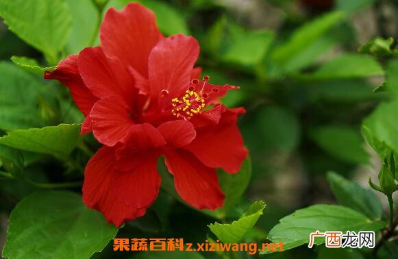 扶桑花怎么养 扶桑花的养殖方法