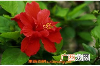 扶桑花怎么养 扶桑花的养殖方法