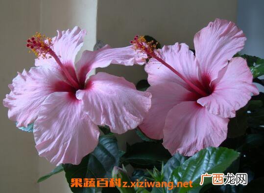 扶桑花怎么养 扶桑花的养殖方法