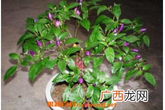 盆栽木槿花如何养 盆栽木槿花养殖方法