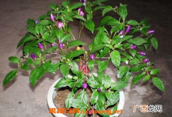 盆栽木槿花如何养 盆栽木槿花养殖方法