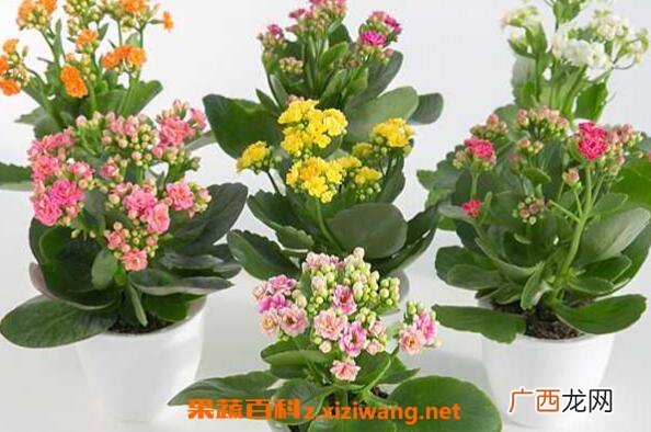 盆栽木槿花如何养 盆栽木槿花养殖方法