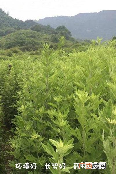 南阳艾条批发市场,南阳艾灸盒厂家批发