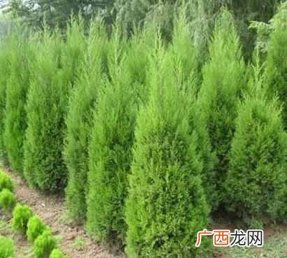 常青树有哪些？常青树种类大全