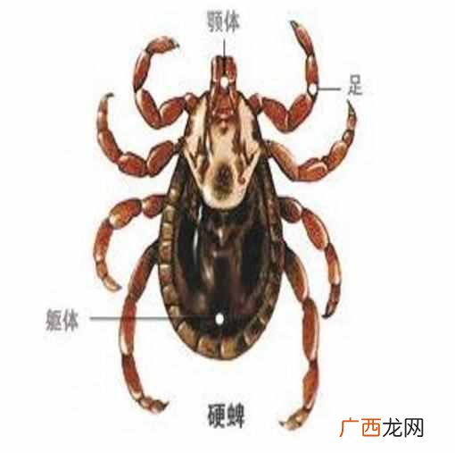 蜱虫的危害太大了，蜱虫咬人后有什么症状