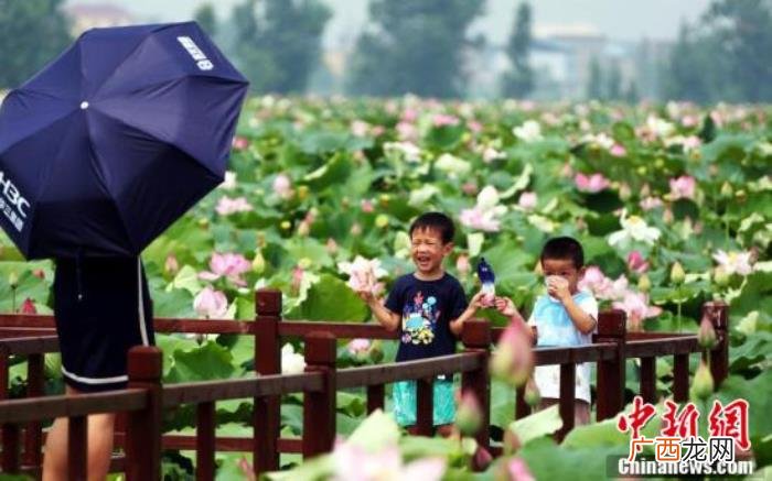 江西南昌千亩荷花延绵不绝 延绵不绝
