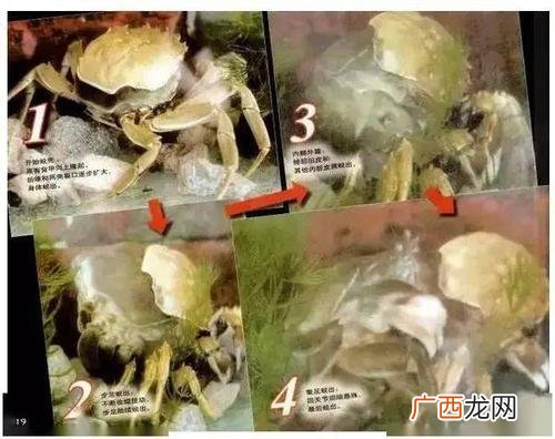 海蟹养殖周期几个月 螃蟹的养殖时间