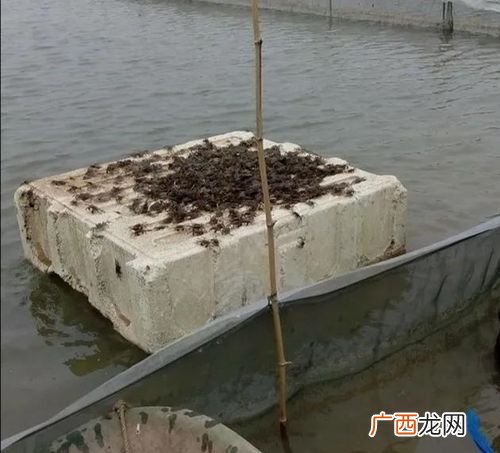 螃蟹逃了怎么找出来 螃蟹养殖放逃网