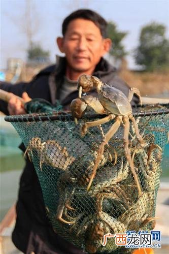 水库怎么养殖大闸蟹 螃蟹养殖水库放逃网