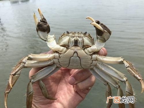 水库怎么养殖大闸蟹 螃蟹养殖水库放逃网