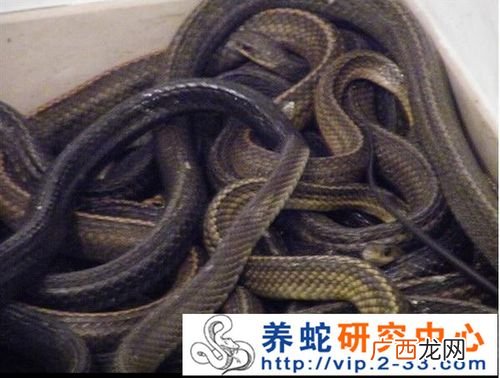 大王蛇养殖技术视频 权威的蛇养殖培训基地