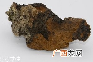 桦树茸是中药吗？桦树茸属于中药吗