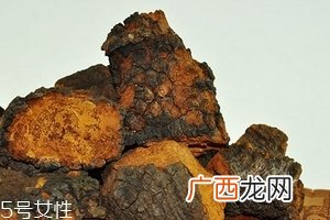 桦树茸怎么泡水喝？桦树茸泡水喝法