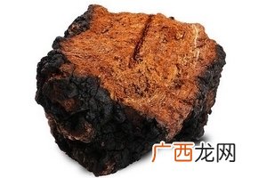 桦树茸怎么吃？桦树茸正确吃法