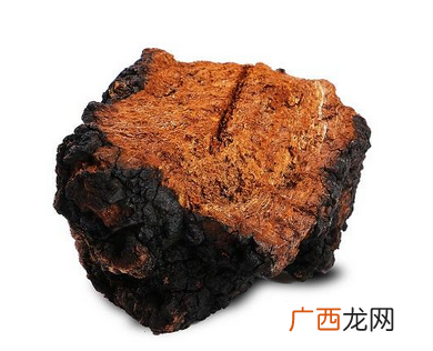 桦树茸价格桦树茸会不会很贵